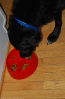 tenor-dog-using-dogpause-bowl.jpg