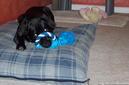 tenor-dog-with-circular-rope-tug-toy.jpg