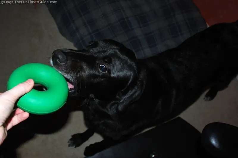 tenor dogs first goughnuts toy
