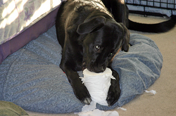 tenor-gnawing-on-toilet-paper.jpg