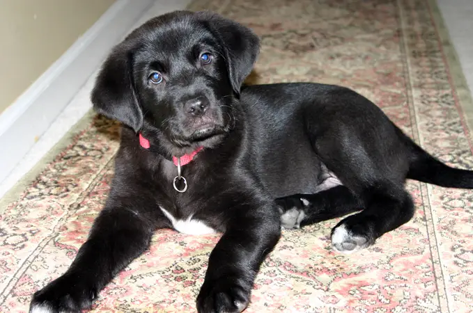 black lab golden retriever mix puppies. type of puppy would make a
