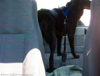 tenor-restrained-in-jeep-wrangler.jpg
