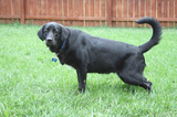 tenor-squatting-to-pee.jpg
