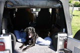 tenor-the-jeep-dog.jpg