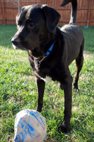 tenor-wants-to-play-ball.jpg
