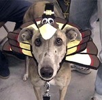 A dog wearing a Thanksgiving costume for dogs - a turkey costume.