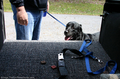 these-treats-didnt-coax-him-into-the-jeep.jpg