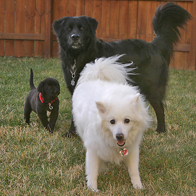 three-dogs-t-j-d.jpg
