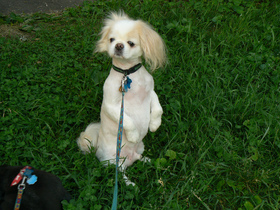 tibetan-spaniel-pekingese-with-summer-shave-by-shoe-the-Linux-Librarian.jpg