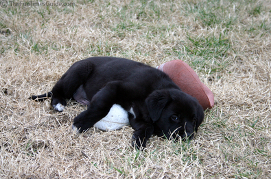 tuckered-out-ball-hog.jpg