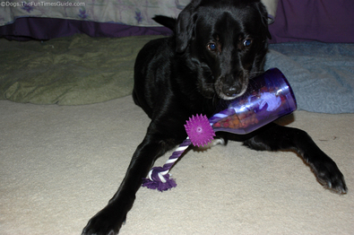 tug-a-jug-in-dogs-mouth9.jpg