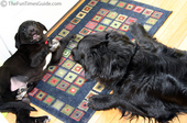 two-dogs-one-alpha.jpg
