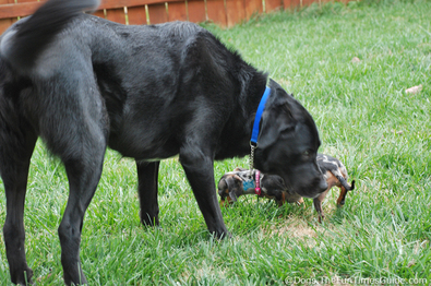 two-dogs-one-thing-in-common-smells.jpg