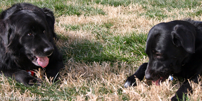 two-dogs-spitting-out-stick-crumbs.jpg