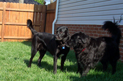 two-dogs-wagging-tails.jpg