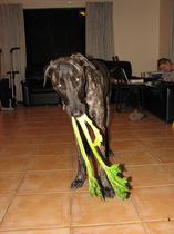 vegetarian-dog-eating-celery-by-robstephaustralia.jpg