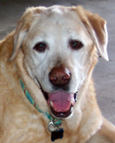 wallace-the-dog.jpg