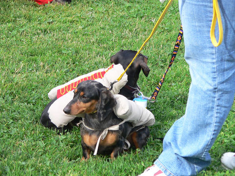 weiner-dog-hot-dog-costume-by-basykes.jpg