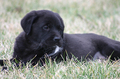 white-bearded-black-dog.jpg
