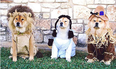 Dogs wearing Wizard of Oz costumes for Halloween. wizard-of-oz-dog-costumes.jpg