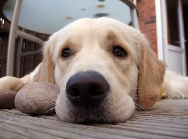 Help... My Dog Ate A Rock! What To Do If Your Dog Eats Stones Or