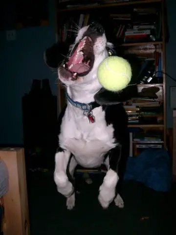 Warning: Dog Tennis Ball Dangers! | First Time Dog Owners Guide