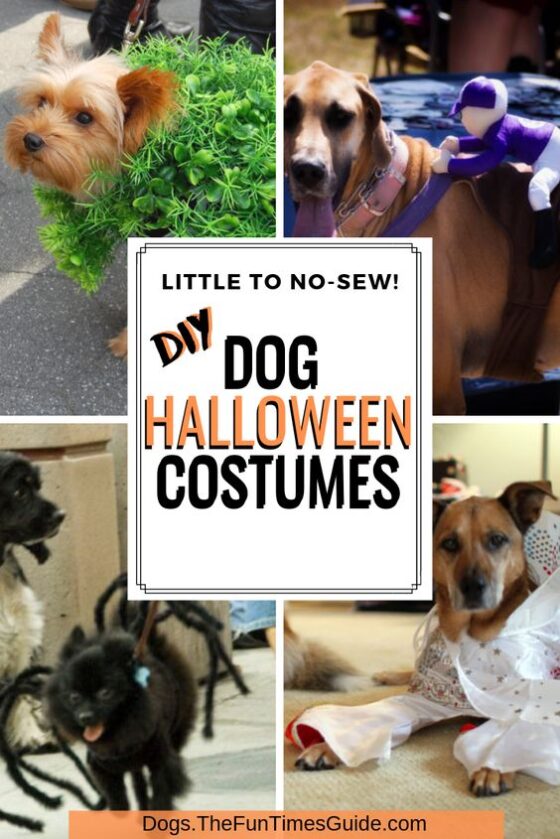 DIY Dog Halloween Costumes You Can Make With Little To No Sewing! The