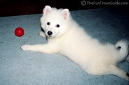 10-week-old-american-eskimo-pup.jpg