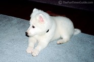 10-week-old-american-eskimo-pup2.jpg