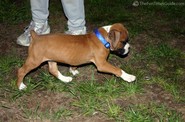10-week-old-boxer-puppy2.jpg