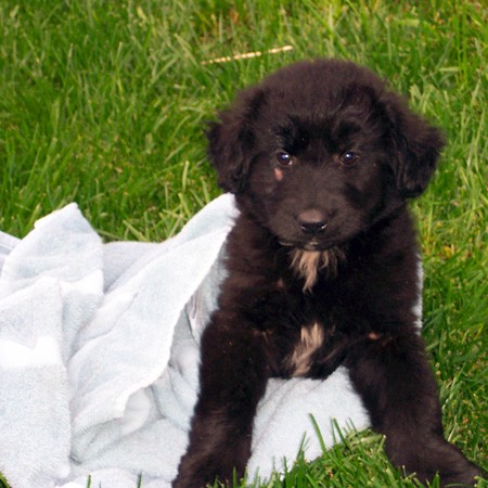 Destin, a sickly pup, home in the backyard.