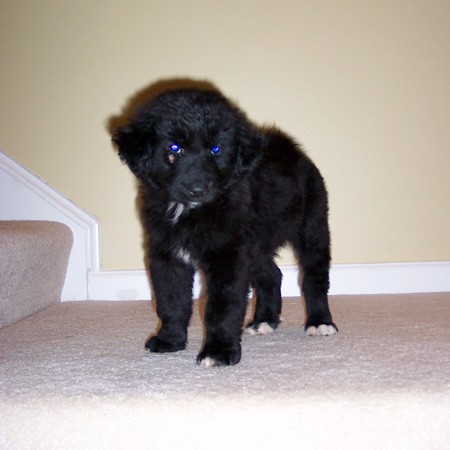 Destin a the top of the stairs... way too scared to come down.