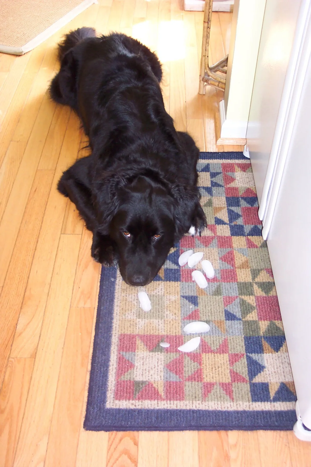 Destin was a little more stubborn about learning to pray -- he needed to be coaxed with ice cubes on the rug before he actually "got it".