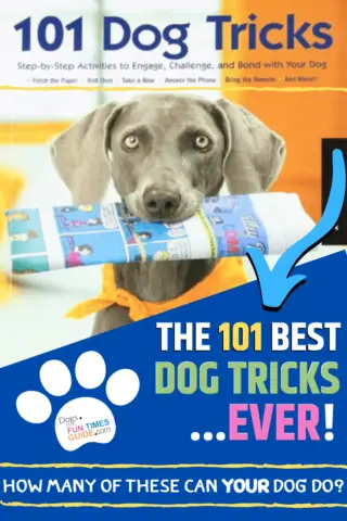 The 101 best dog tricks ever!