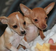 13-week-old-teacup-chihuahuas.jpg