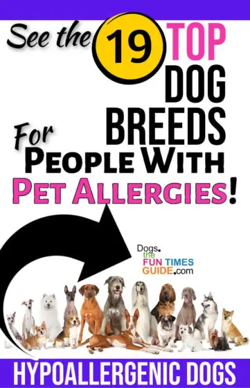 Top 19 dog breeds list - for people with pet allergies