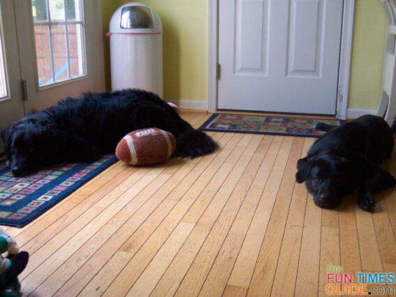 The rare case where BOTH of our dogs Destin and Tenor are praying at the same time. They're saying prayers on the kitchen floor! 
