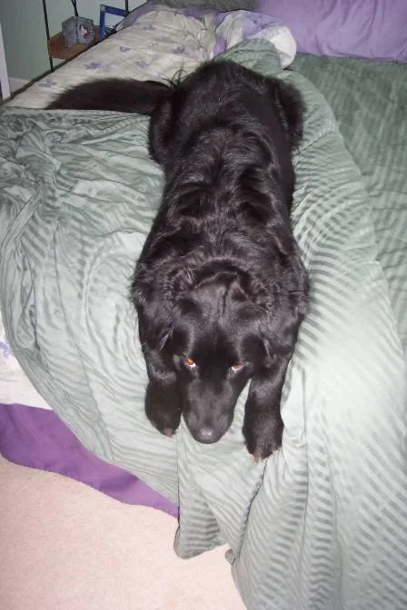 When we say we're "going to bed" Destin always meets us on the bed -- already in the praying position. It's too cute!