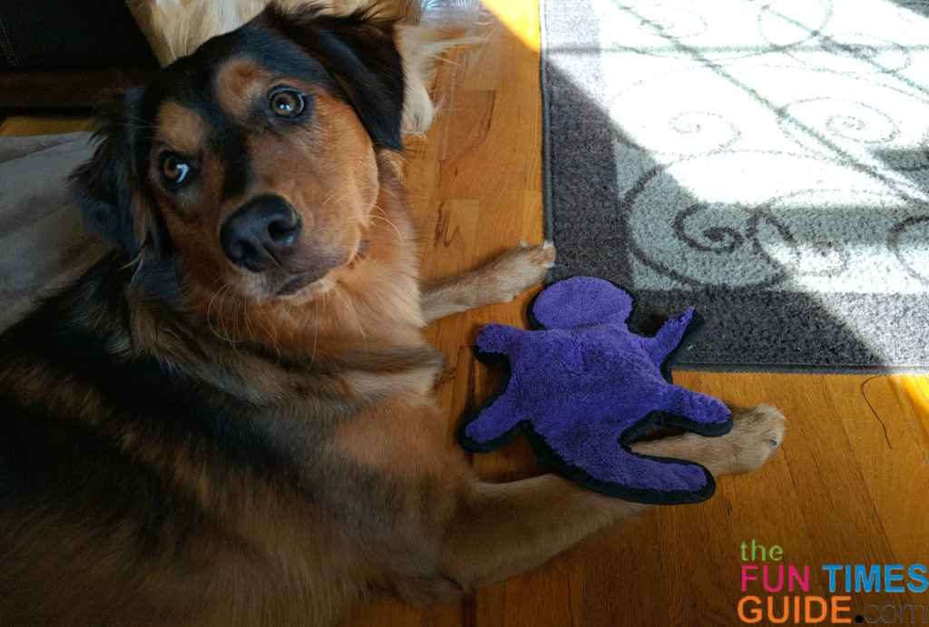 Dogs And Ibuprofen What I Learned About Dog Ibuprofen Overdose After