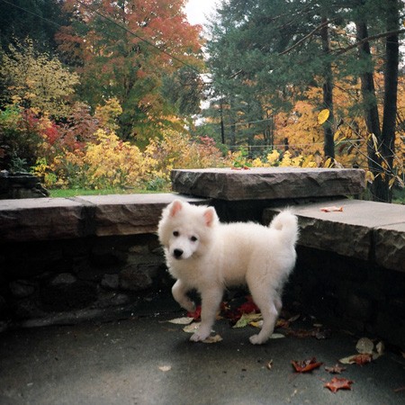 Jersey enjoying the beautiful fall foliage of the Adirondack mountains.