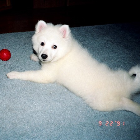 Jersey lying sprawled out reaching for his ball.