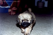 cute puppy pictures for Lhasa Apso