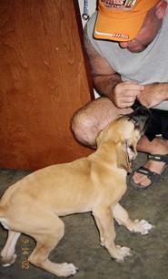 8-week-old-mastiff-puppy.jpg