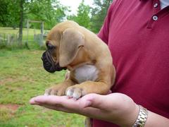 9-week-old-boxer-puppy-goes-home-by-boxercab.jpg