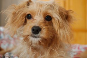 This is a Cavalier King Charles Spaniel Poodle mix that is called a Cavapoo hybrid dog.