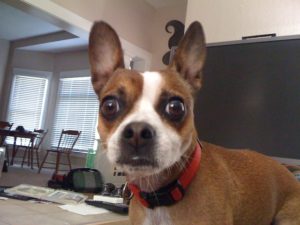 This is a Chihuahua and Boston Terrier mix breed dog that is called a Boston Huahua hybrid dog. 