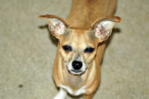 This is a Chihuahua and Italian Greyhound mix breed dog that is called an Italian Greyhuahua hybrid dog. 