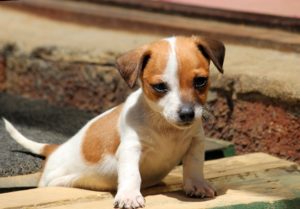 This is a Chihuahua and Jack Russell Terrier mix breed dog that is called a Jack-chi hybrid dog.