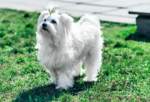 The Coton de Tulear is one of the top 19 Hypoallergenic dog breeds for people with pet allergies.