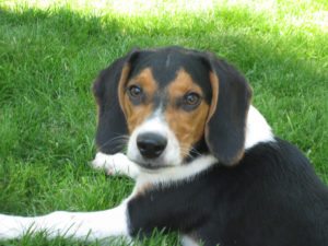 This is a Dachshund and Beagle mix breed dog that is called a Doxle hybrid dog.